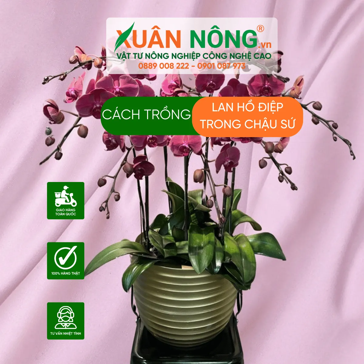 Các vật liệu cần thiết để trồng lan hồ điệp vào chậu sứ