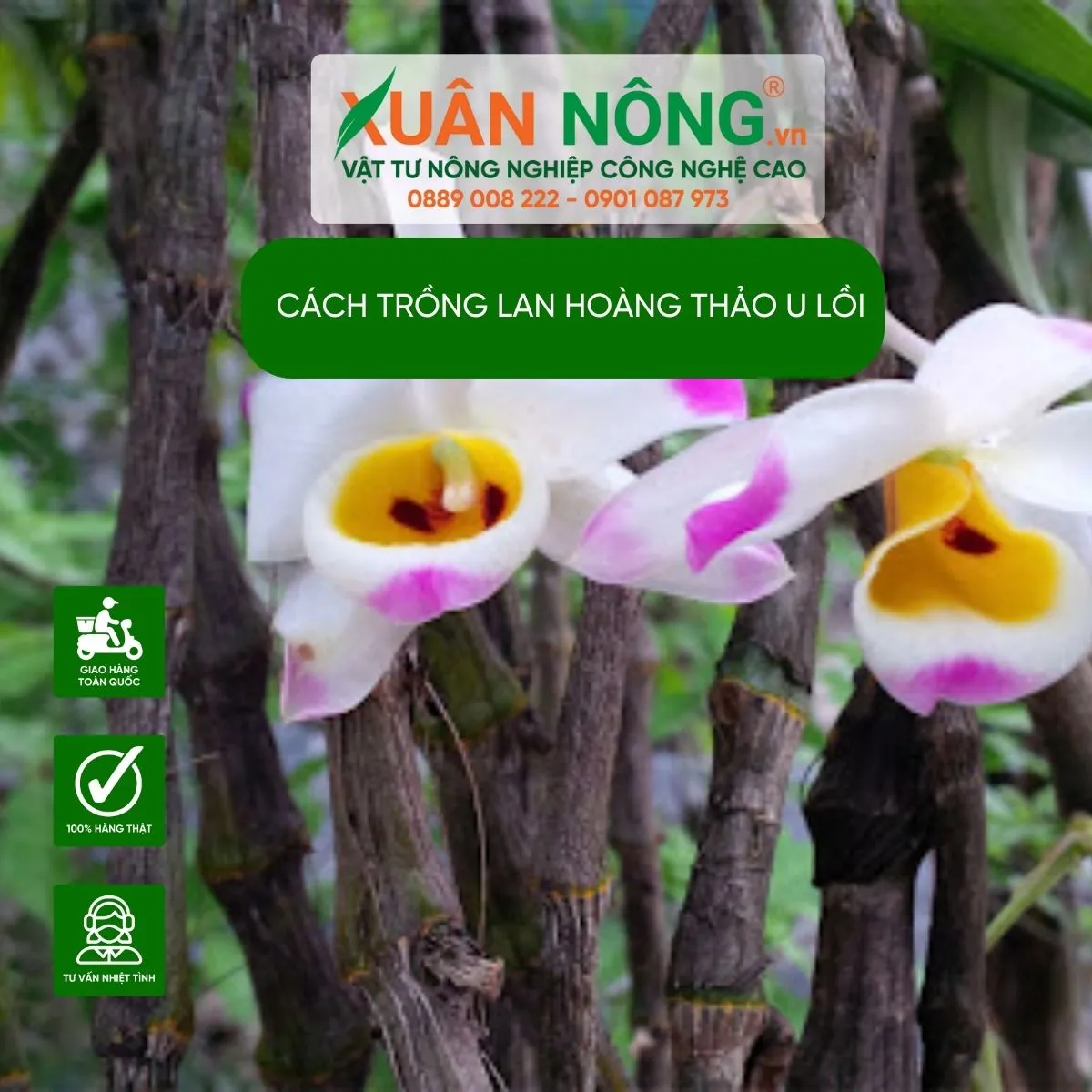 Hình ảnh cận cảnh những bông Lan Hoàng Thảo U Lồi màu tím trắng đang nở rộ