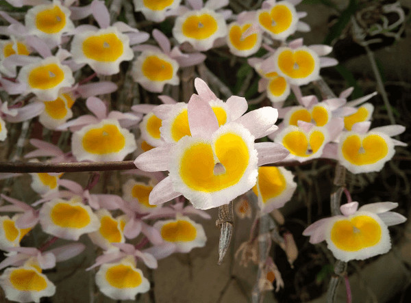 Cách Trồng Lan Lọng Đúng Kỹ Thuật: Hướng Dẫn Chi Tiết Từ A Đến Z Cách Trồng Lan Lọng Đúng Kỹ Thuật: Hướng Dẫn Chi Tiết Từ A Đến Z