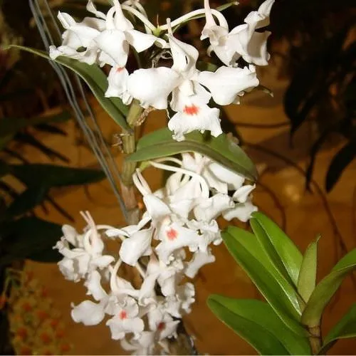 Lan Hoàng Thảo Trinh Bạch nở hoa với sắc trắng tinh khôi