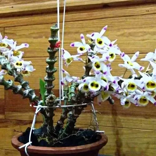 Giò lan trúc phật bà nở hoa đẹp rực rỡ, minh họa cho cách trồng lan trúc phật bà thành công