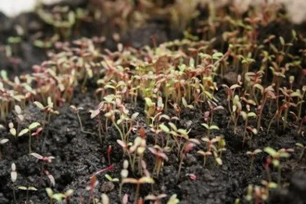 Rau dền tía mới gieo đang nảy mầm trong khay trồng