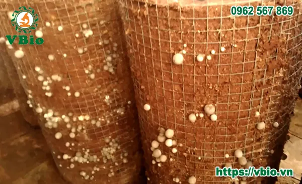 Kỹ thuật trồng nấm rơm trong nhà bằng mùn cưa đơn giản