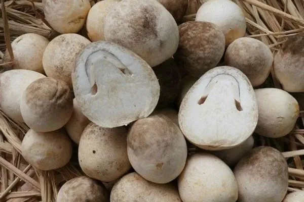 Nấm rơm đang phát triển trên giá thể rơm rạ