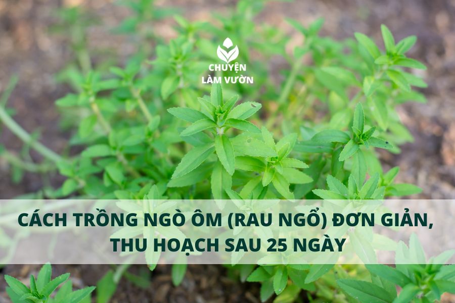 Cách Trồng Cây Thủy Sinh Trong Thùng Xốp Đơn Giản Cho Người Mới Bắt Đầu Cách Trồng Cây Thủy Sinh Trong Thùng Xốp Đơn Giản Cho Người Mới Bắt Đầu