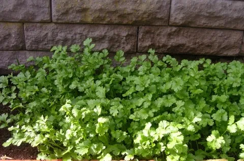 Kỹ thuật chăm sóc và tưới nước cho ngò rí tại nhà đơn giản và hiệu quả