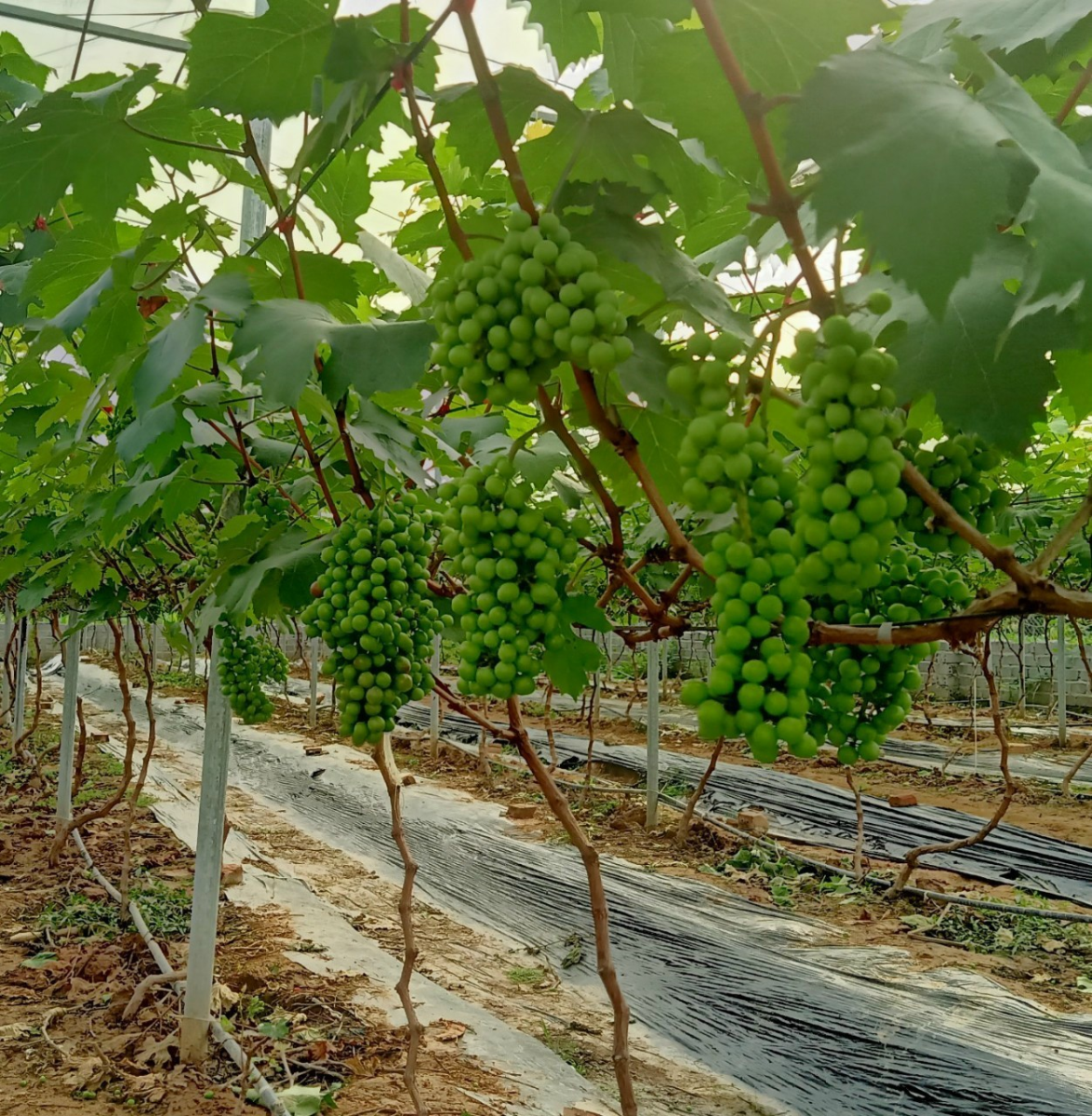 Hướng Dẫn Chi Tiết Về Cách Trồng Hạt Giống Hành Lá Cho Người Mới Bắt Đầu Hướng Dẫn Chi Tiết Về Cách Trồng Hạt Giống Hành Lá Cho Người Mới Bắt Đầu