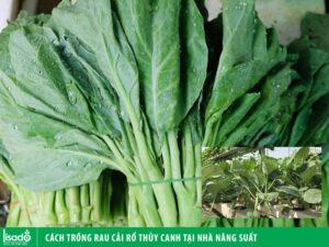 Cách Trồng Rau Cải Rổ Thủy Canh Năng Suất Cao Tại Nhà