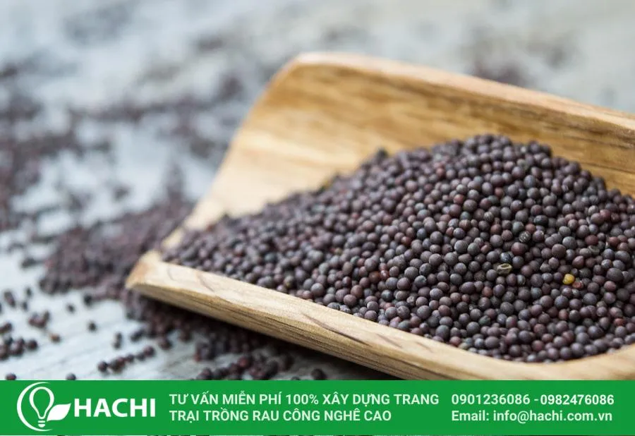 Bạn cần chuẩn bị hạt giống trồng rau mầm