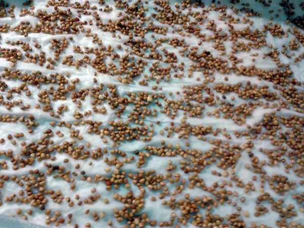 Cách Trồng Rau Cải Mầm Không Cần Đất Đạt Năng Suất Cao Chuẩn bị các hạt rau cải