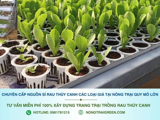Cách Trồng Cà Chua Thủy Canh Tại Nhà Chuyên Sâu: Hướng Dẫn Chi Tiết A-Z