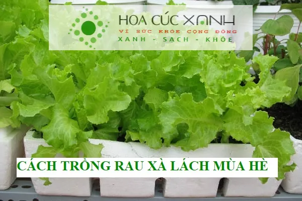 Cảnh trồng rau xà lách trong thùng xốp tại nhà