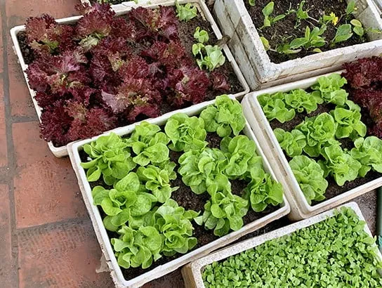 Lợi ích của cách trồng xà lách tím tại nhà và quy trình chuẩn bị