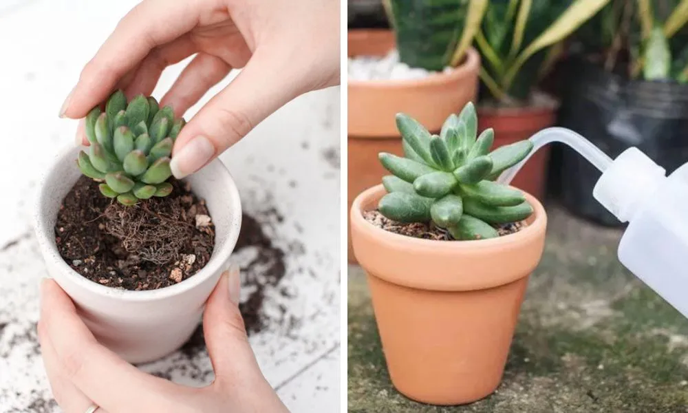 Cách Trồng Cây Sen Đá Chuyên Sâu Để Cây Luôn Xanh Tốt Cách trồng sen đá từ cây con