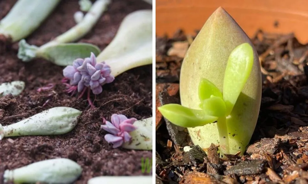 Cách Trồng Cây Sen Đá Chuyên Sâu Để Cây Luôn Xanh Tốt Cách trồng sen đá từ lá