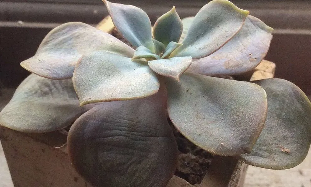 Cách Trồng Cây Sen Đá Chuyên Sâu Để Cây Luôn Xanh Tốt Dấu hiệu sen đá bị úng