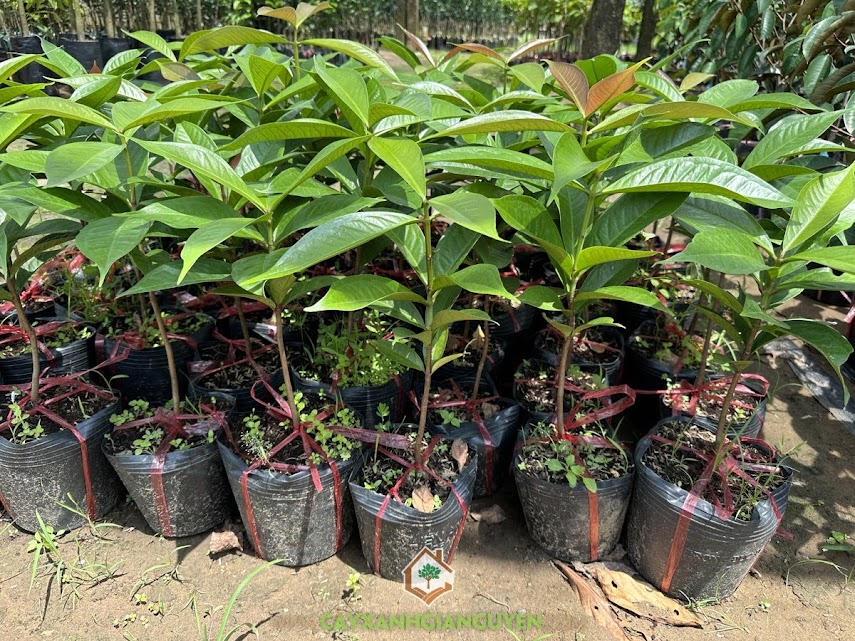 Cách Trồng Ổi Lê Đài Loan Trong Chậu: Hướng Dẫn Chi Tiết Cho Người Mới Bắt Đầu