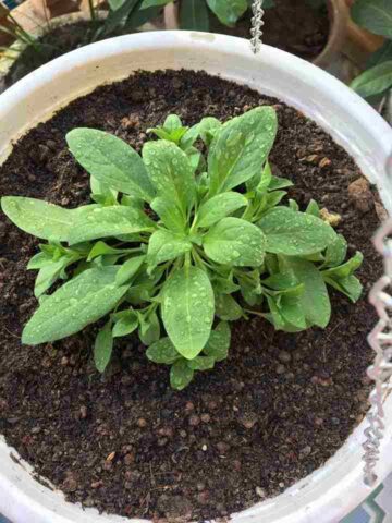 Cách Trồng Trường Sinh Thảo: Hướng Dẫn Chi Tiết Từ A Đến Z Cho Người Yêu Cây Cách Trồng Trường Sinh Thảo: Hướng Dẫn Chi Tiết Từ A Đến Z Cho Người Yêu Cây