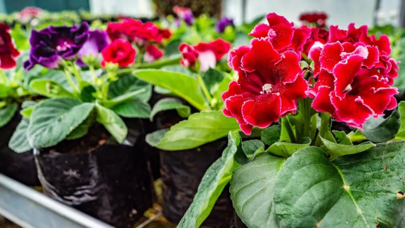 Trồng hoa tử la lan bằng củ non và đất tơi xốp, không có mầm bệnh