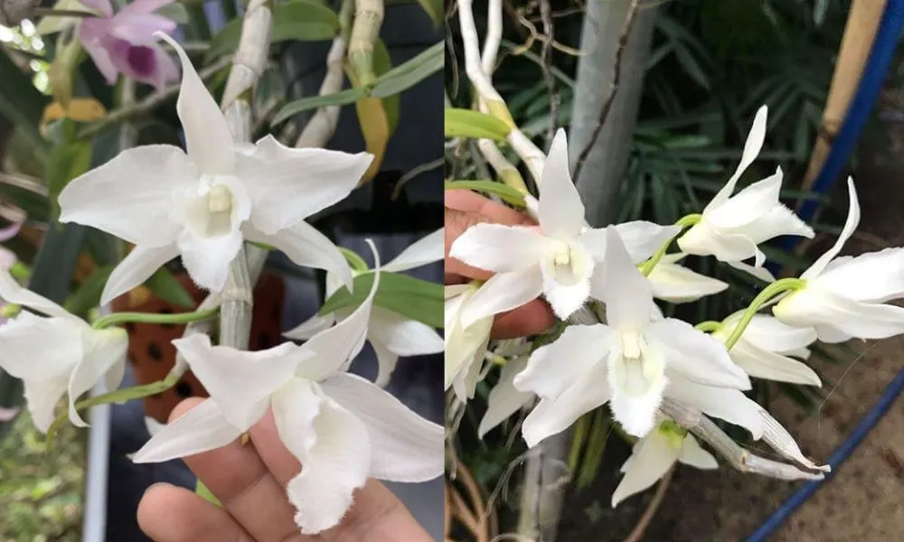 Lan Giả Hạc trắng với thân cây dài và hoa nở rộ