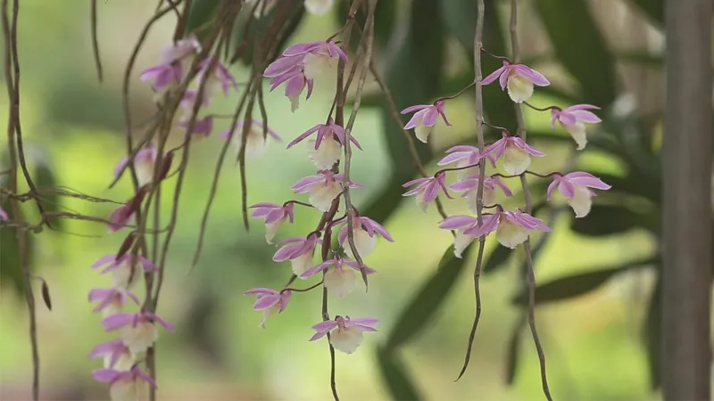 Chăm sóc sau khi ghép trồng Lan Hạc Vỹ