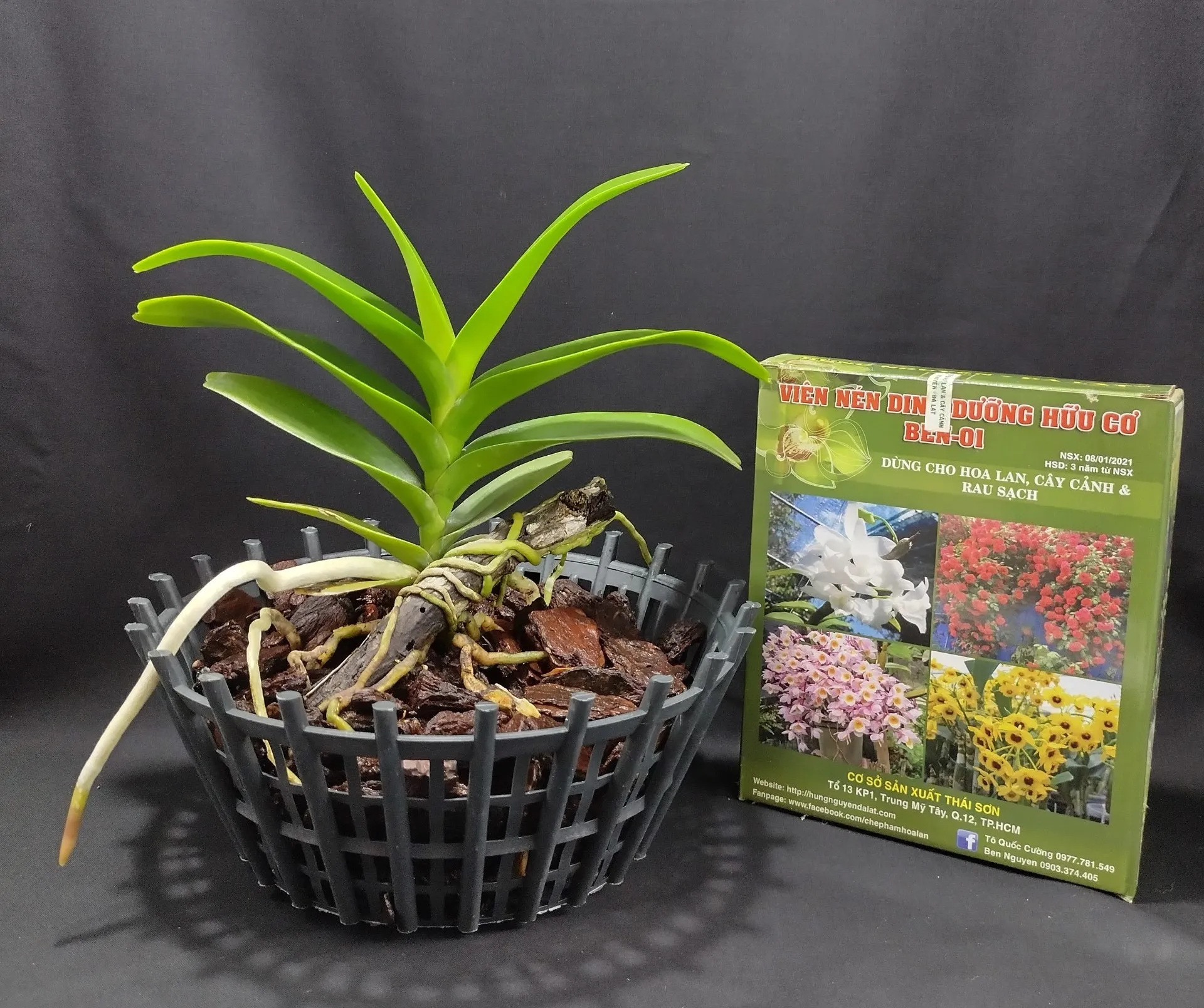 Cách Trồng Và Chăm Sóc Lan Hoàng Nhạn Chi Tiết Từ A Đến Z