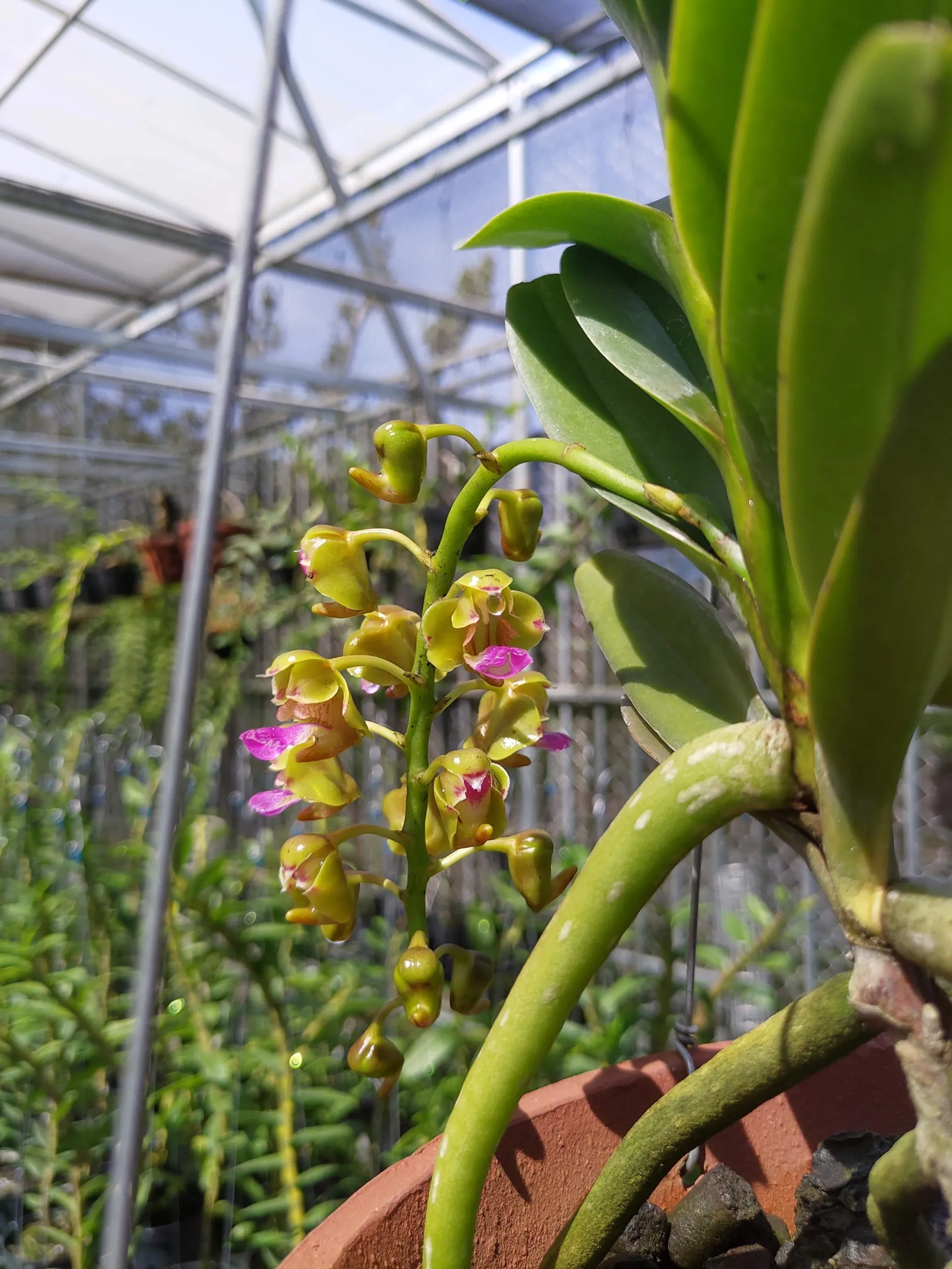 Cách Trồng Và Chăm Sóc Lan Hoàng Nhạn Chi Tiết Từ A Đến Z