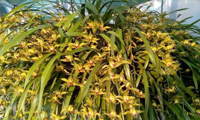 Cây hoa địa lan Trần Mộng đang ra hoa rực rỡ trong chậu