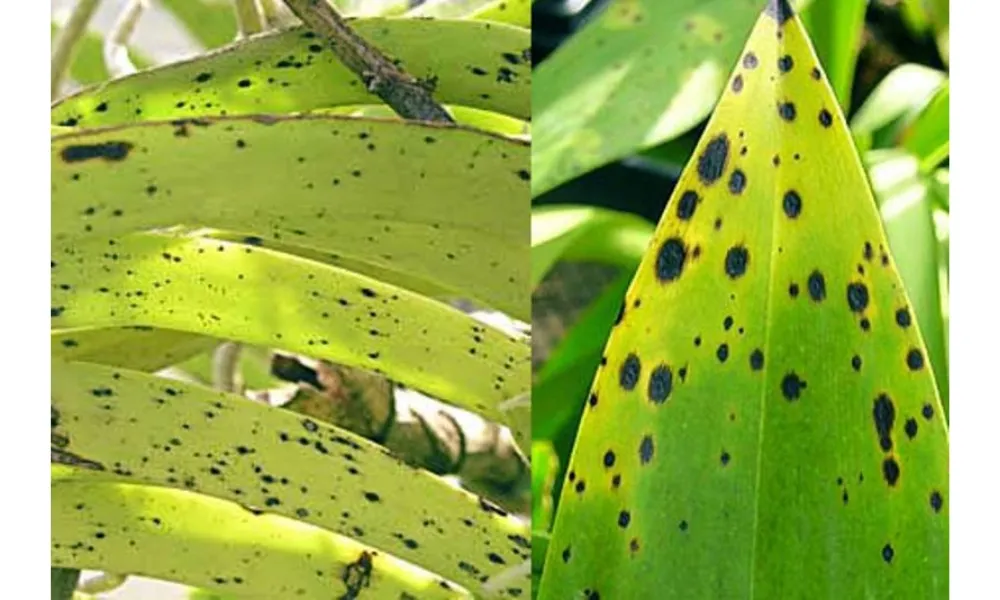 CÁCH TRỒNG VŨ NỮ: Kỹ Thuật Trồng Và Chăm Sóc Lan Oncidium Ra Hoa Đúng Cách Lan Vũ Nữ bị đốm đen trên lá