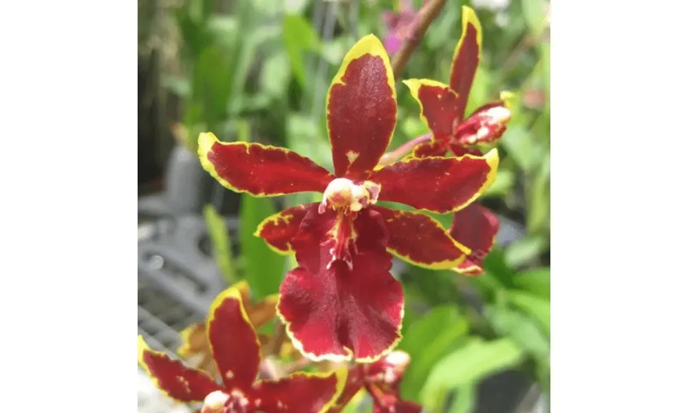 CÁCH TRỒNG VŨ NỮ: Kỹ Thuật Trồng Và Chăm Sóc Lan Oncidium Ra Hoa Đúng Cách Lan Vũ Nữ mèo đỏ sang trọng