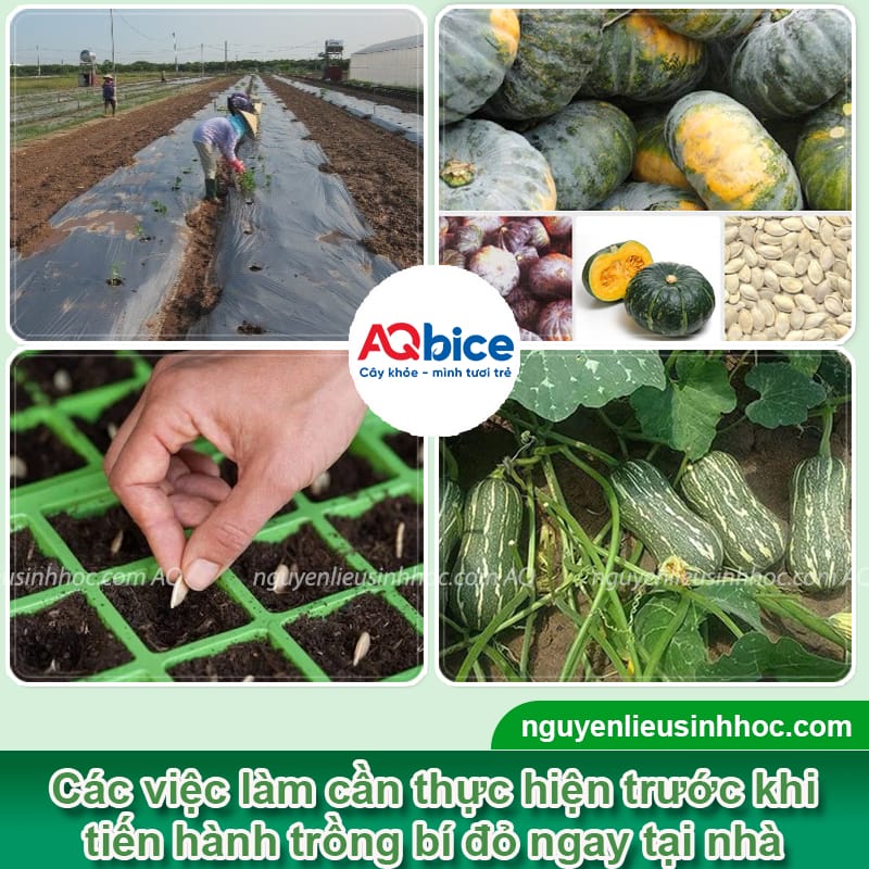 Cách Trồng Bí Đỏ Lấy Quả Đạt Năng Suất Cao Ngay Tại Vườn Nhà Cách Trồng Bí Đỏ Lấy Quả Đạt Năng Suất Cao Ngay Tại Vườn Nhà