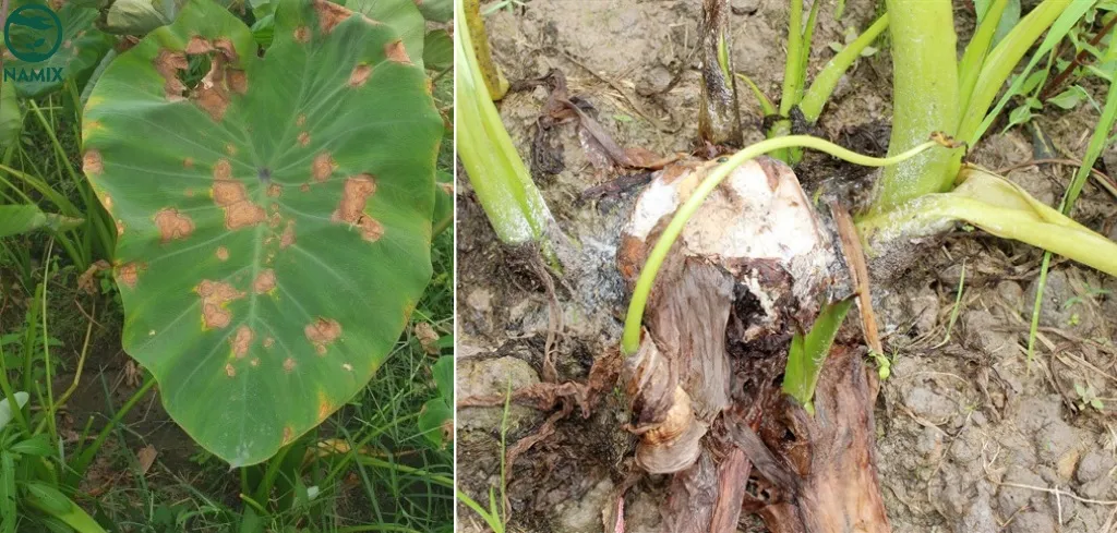 Phát hiện sớm và phòng trừ các loại sâu bệnh thường gặp khi trồng khoai môn tại nhà