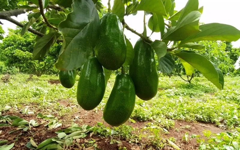 Cây bơ là loại cây ăn quả nhiệt đới được trồng phổ biến tại Việt Nam