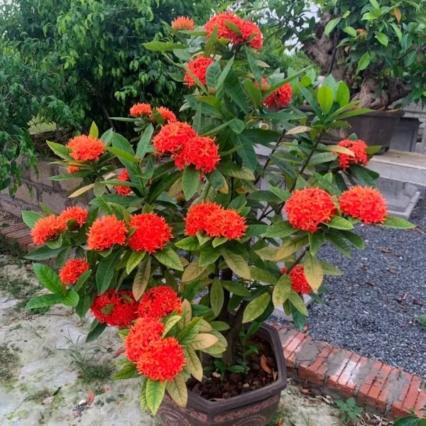 Cách Trồng Cây Hoa Mẫu Đơn Đỏ Từ A Đến Z Cho Người Mới Bắt Đầu Mẫu đơn đỏ