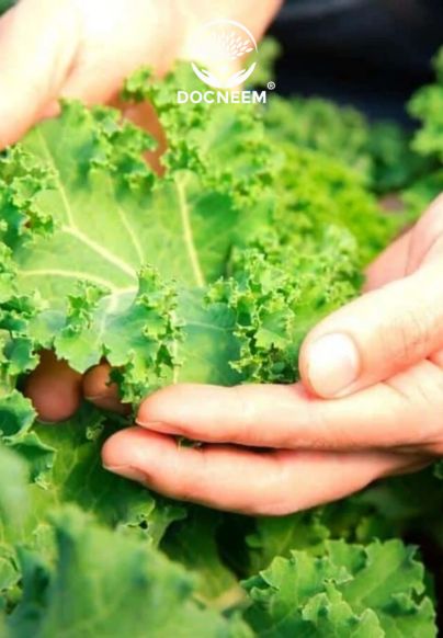 Cách Trồng Nấm Rơm Hiệu Quả Tại Nhà: Hướng Dẫn Chi Tiết Và Toàn Diện Nhất Cách Trồng Nấm Rơm Hiệu Quả Tại Nhà: Hướng Dẫn Chi Tiết Và Toàn Diện Nhất