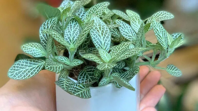 Cẩm Nhung là cây thân thảo với những đường gân lá nổi bật, rất được ưa chuộng để trang trí nội thất