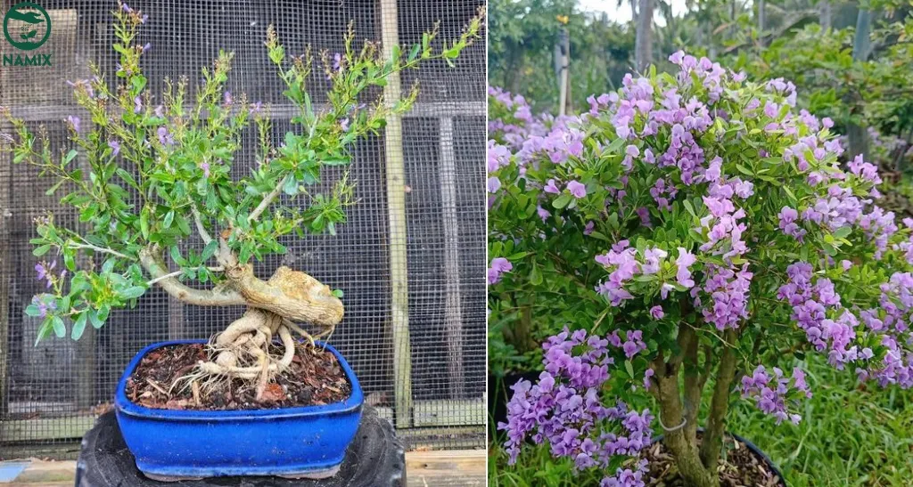 CÁCH TRỒNG HOA SAM ĐẸP: Hướng Dẫn Chi Tiết Trồng và Chăm Sóc Cây Hoa Linh Sam Đúng Chuẩn Bonsai cay canh