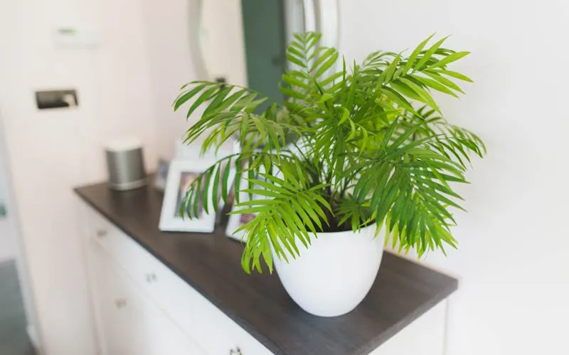 Cau Tiểu Trâm thường được đặt tại không gian làm việc, phòng khách