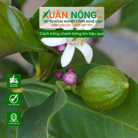 Cách Trồng Nhãn Thái Đạt Năng Suất Cao Cho Người Mới Bắt Đầu Cách Trồng Nhãn Thái Đạt Năng Suất Cao Cho Người Mới Bắt Đầu