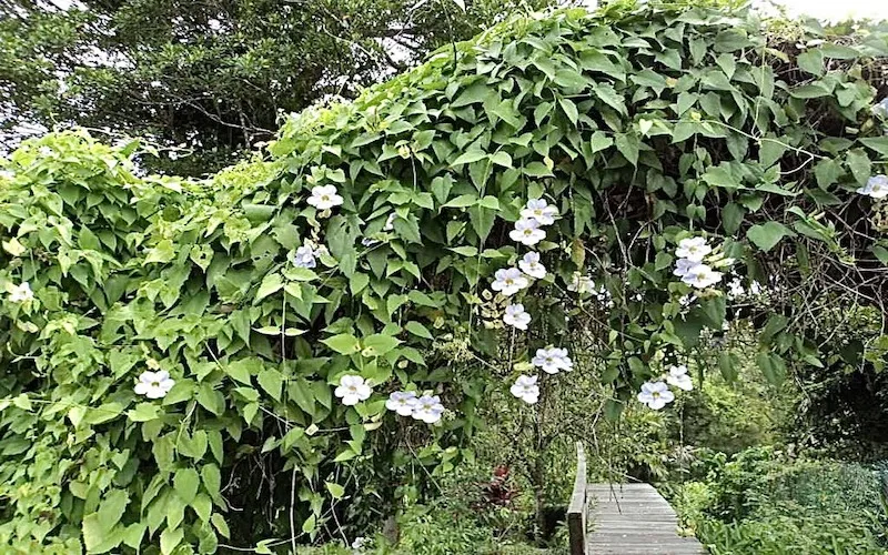 Giàn cây dây leo cát đằng