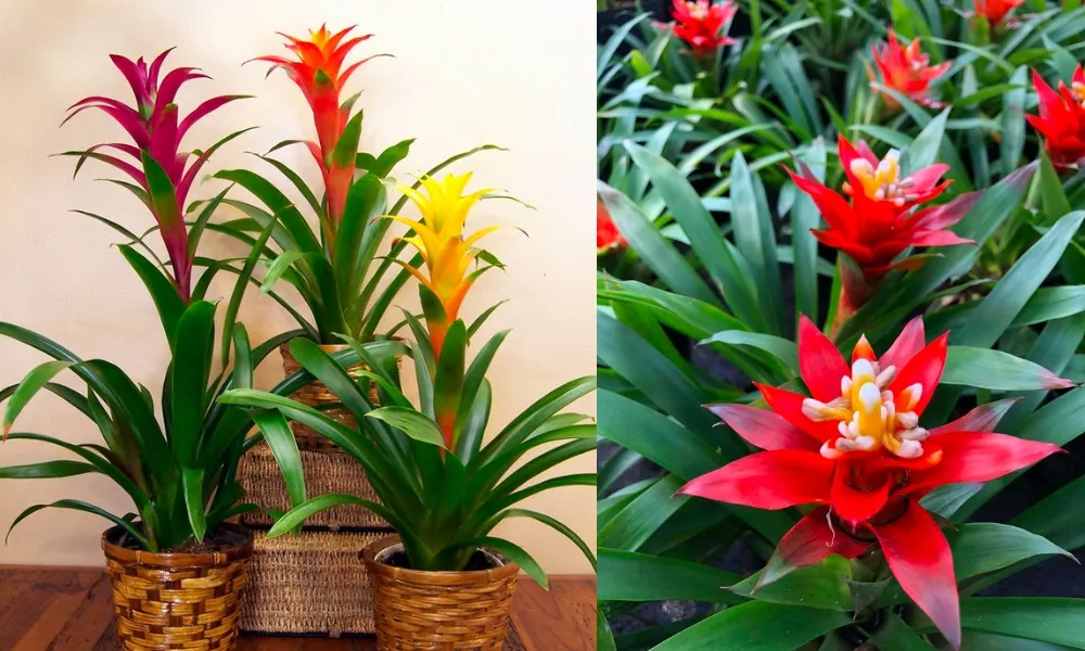 Đặc điểm hình thái độc đáo của cây dứa cảnh nến Bromeliad