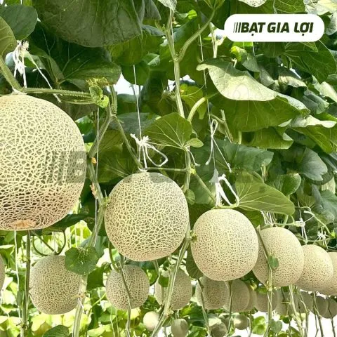 Cây dưa lưới đang phát triển trên giàn leo trong nhà kính, áp dụng cách trồng dưa lưới từ hạt chuyên nghiệp