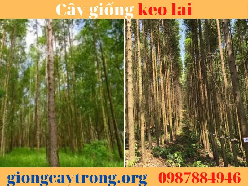 Cây giống keo lai chất lượng cao đã sẵn sàng để trồng rừng