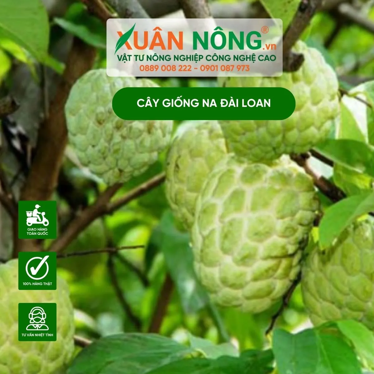 Cây giống na Đài Loan khỏe mạnh được sử dụng trong canh tác