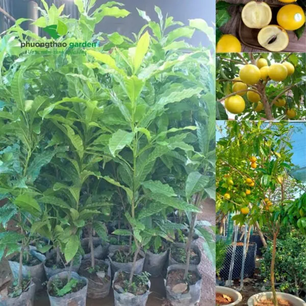 Cây giống vú sữa Hoàng Kim khỏe mạnh tại vườn ươm