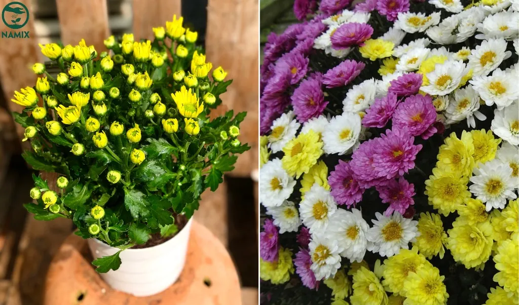 Cây hoa cúc có nhiều nhành, thuộc họ Asteraceae với sức sống khỏe và rễ chùm
