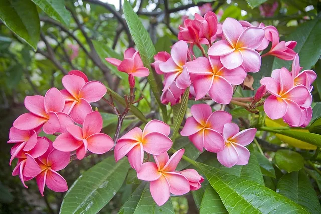 Hoa Đại mang ý nghĩa phong thủy tốt, tượng trưng cho uy nghiêm, mạnh mẽ và kiên cường vượt qua khó khăn. Màu hoa đỏ mang lại nhiều may mắn và hạnh phúc.