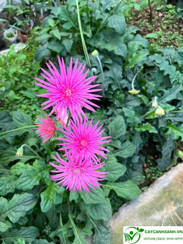 Cách Trồng Hoa Đồng Tiền Cổ Đạt Hiệu Quả Cao Và Chăm Sóc Đúng Kỹ Thuật Hoa đồng tiền cổ màu hồng