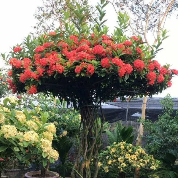 Cách Trồng Cây Hoa Mẫu Đơn Đỏ Từ A Đến Z Cho Người Mới Bắt Đầu Cây hoa mẫu đơn đỏ