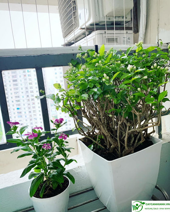 Cách Trồng Hoa Lài Trong Chậu: Hướng Dẫn Chi Tiết Để Cây Ra Hoa Thơm Ngát